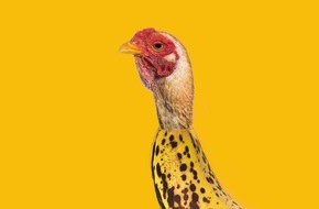 The Whole World is Dancing to "Chicken Banana" / TikTok's New Obsession &ndash; And Already One of 2025's Biggest Viral Hits